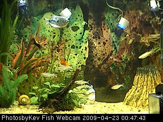 Fish Speed Trap