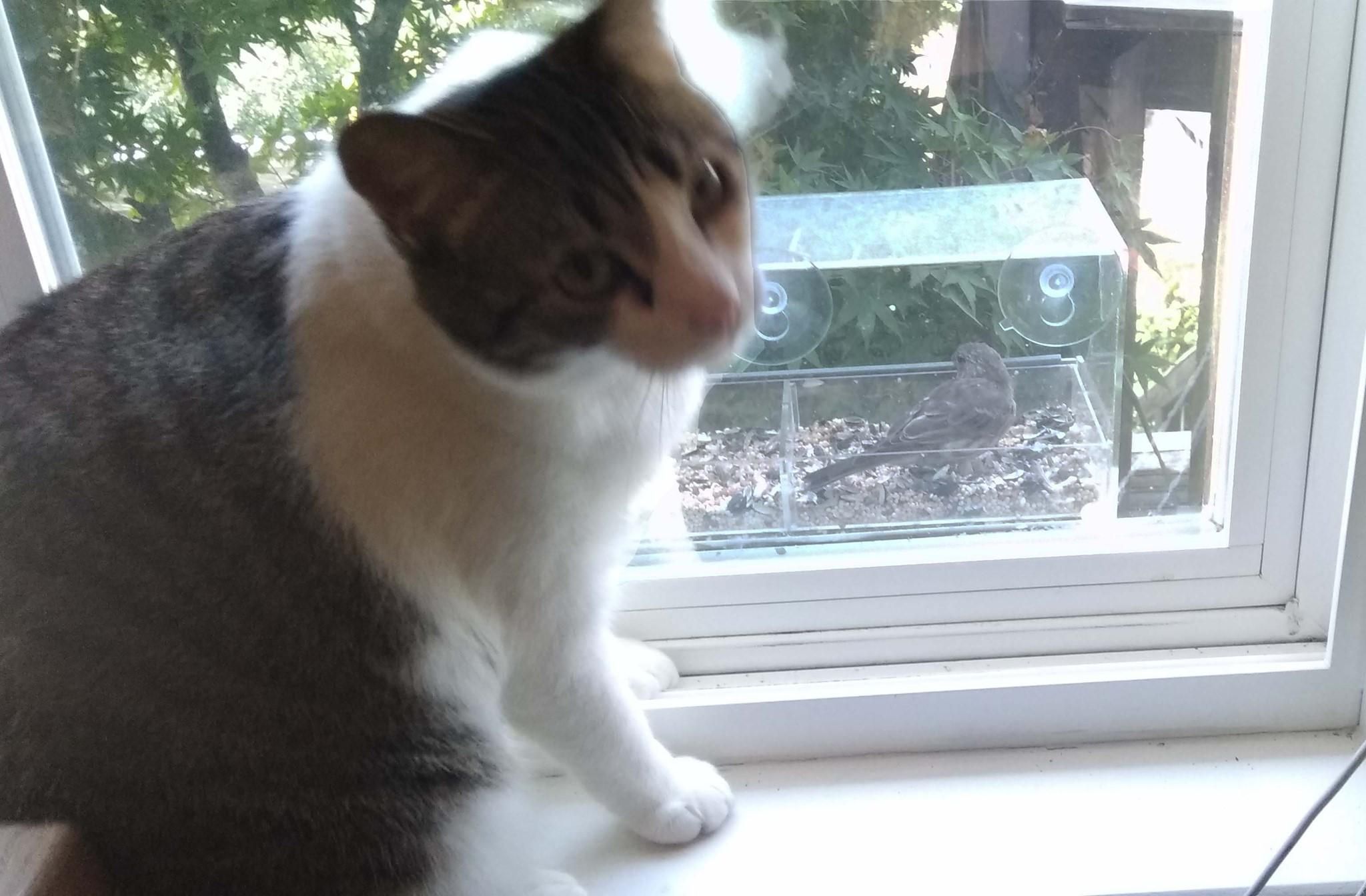 Catbird Seat Instructables