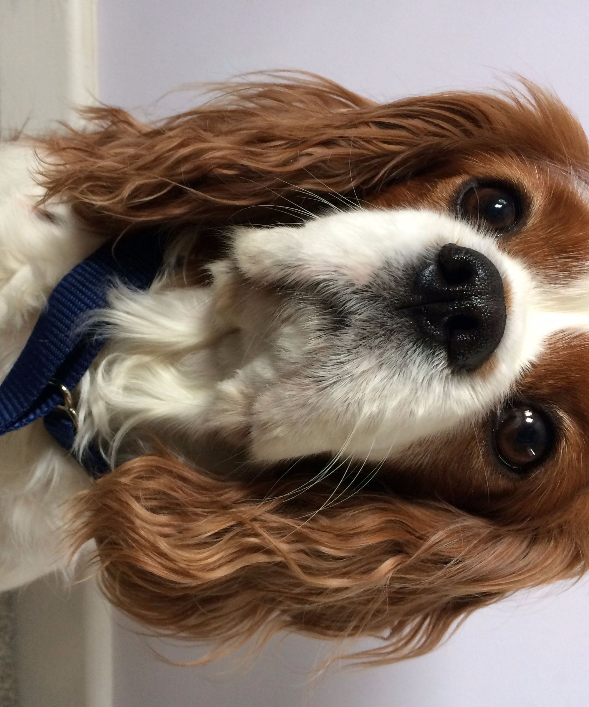 Semi Slip Training Collar (Martingale)