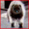 mutantferret