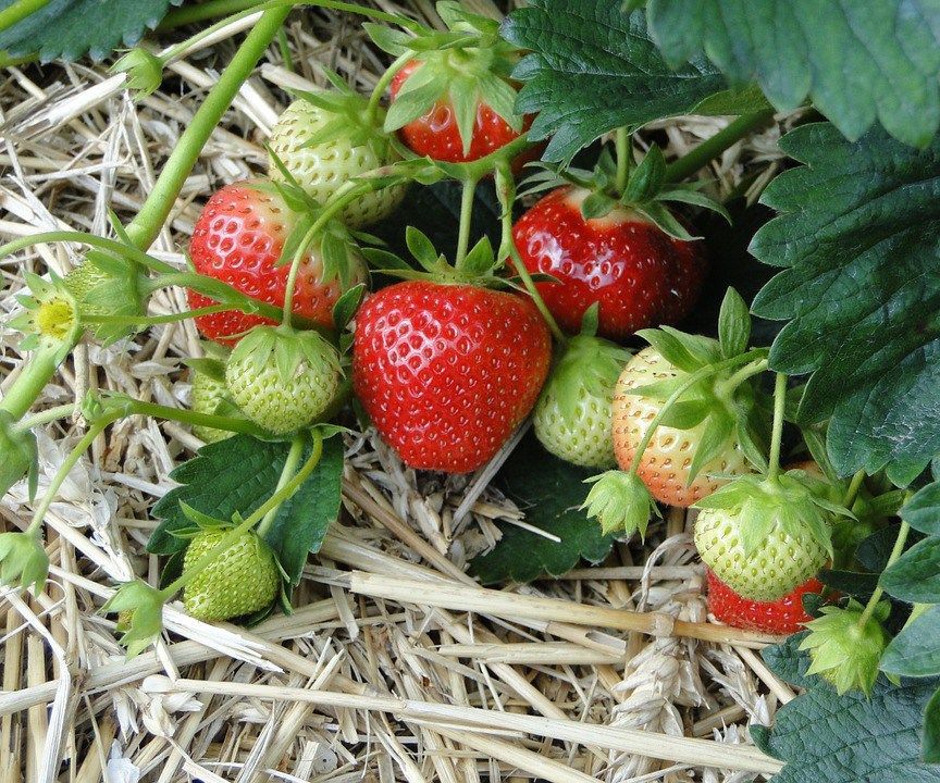 Como Plantar Fresas En Casa