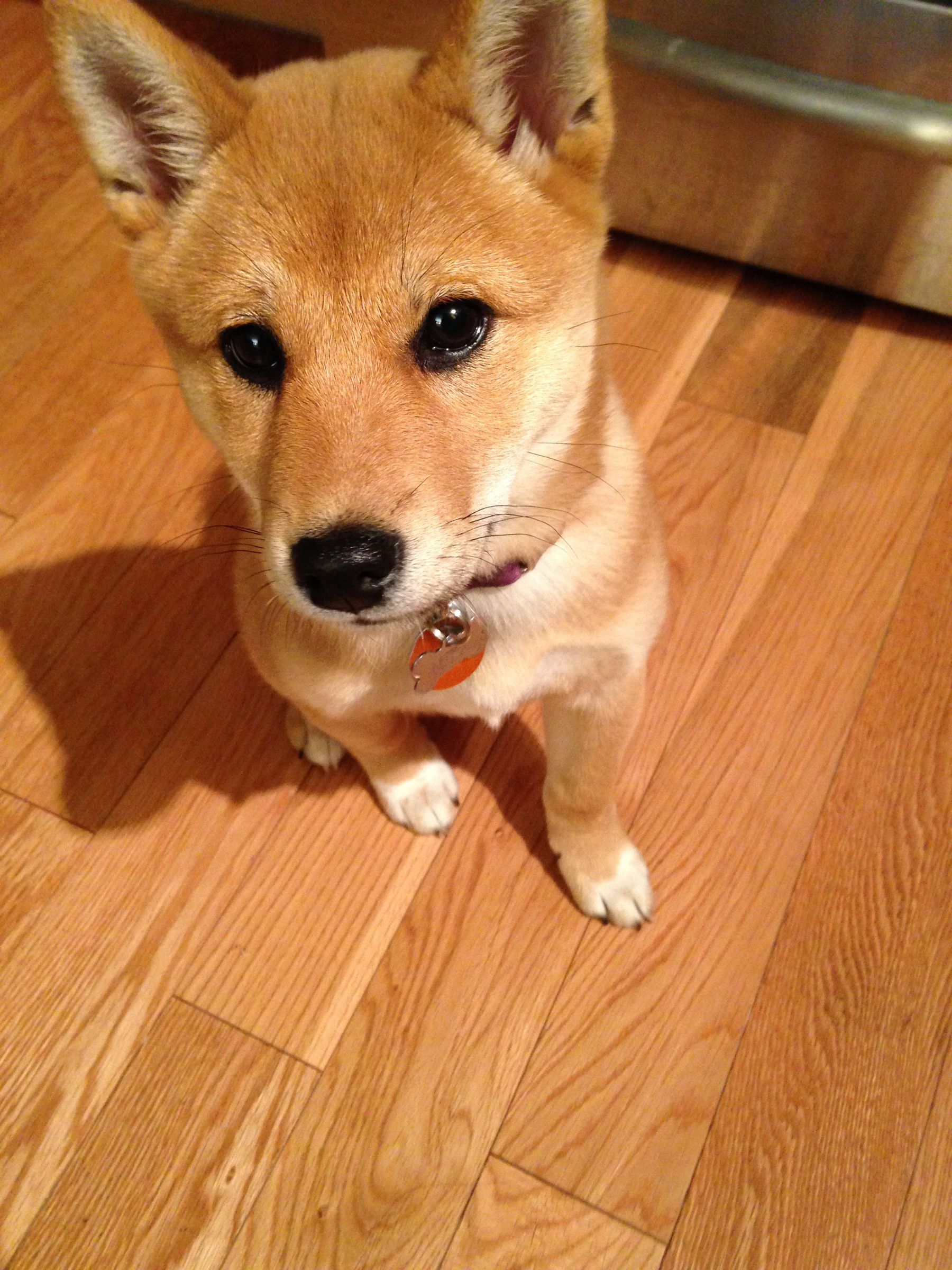 How to Make Wheat-Free Salmon Treats
