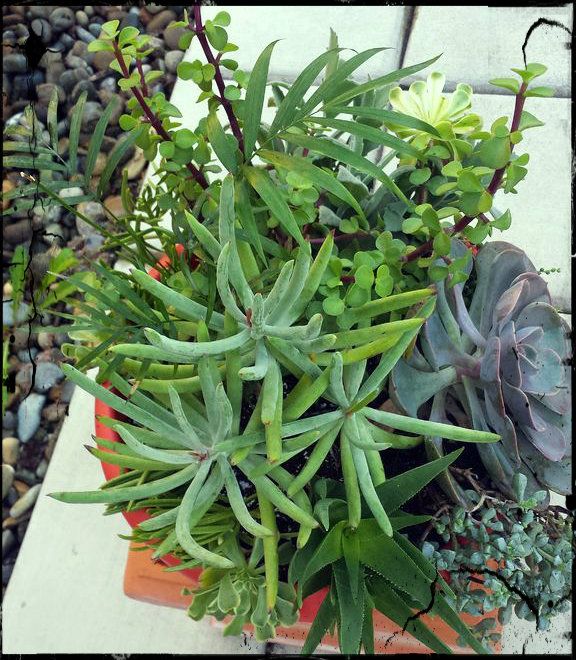 big pots for plants outdoor Cabachon Planter Large Plum