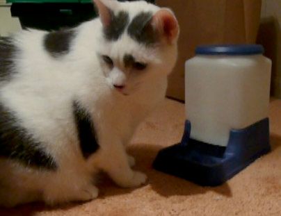 Cat-Powered Automatic Cat Feeder