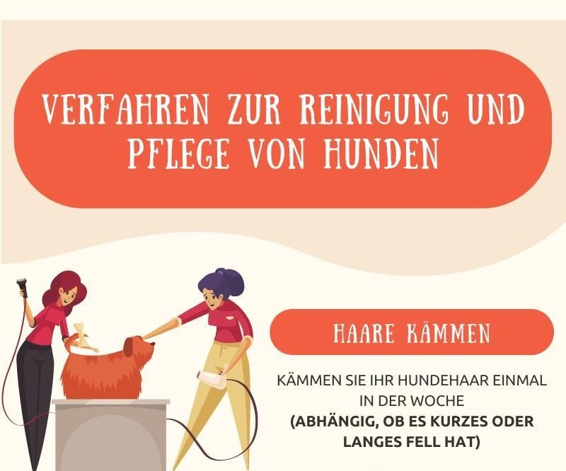 HUNDEREINIGUNG UND PFLEGE | Dog Street