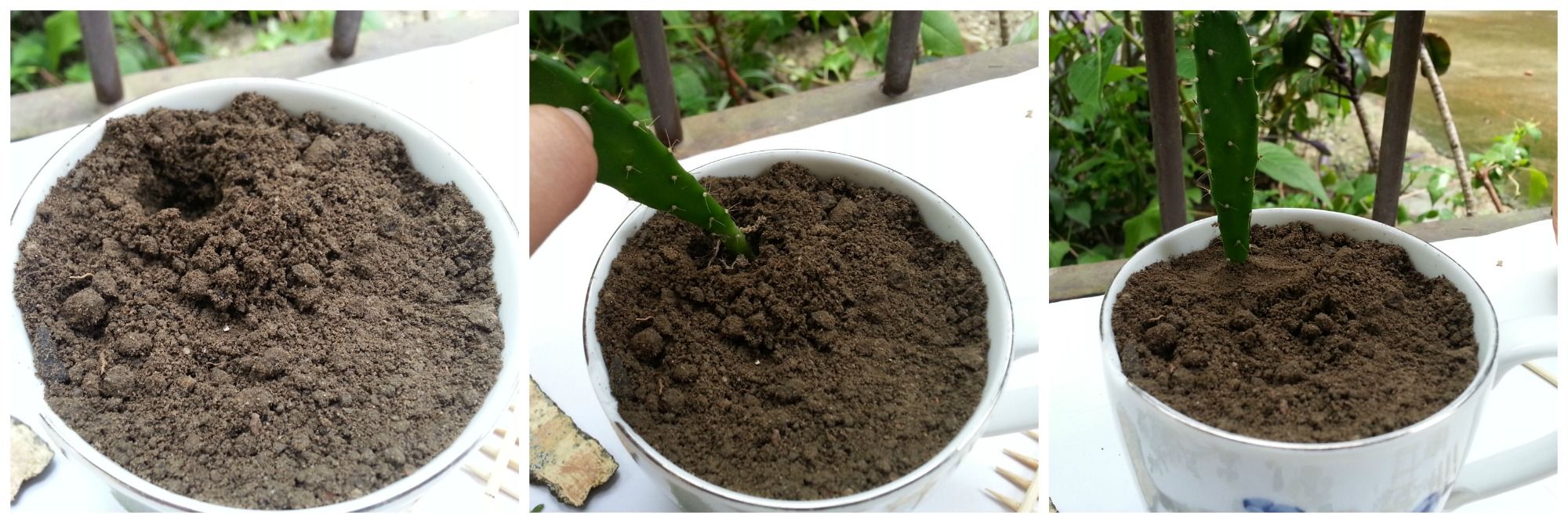 DIY Cup Garden : 9 Steps (with Pictures) - Instructables