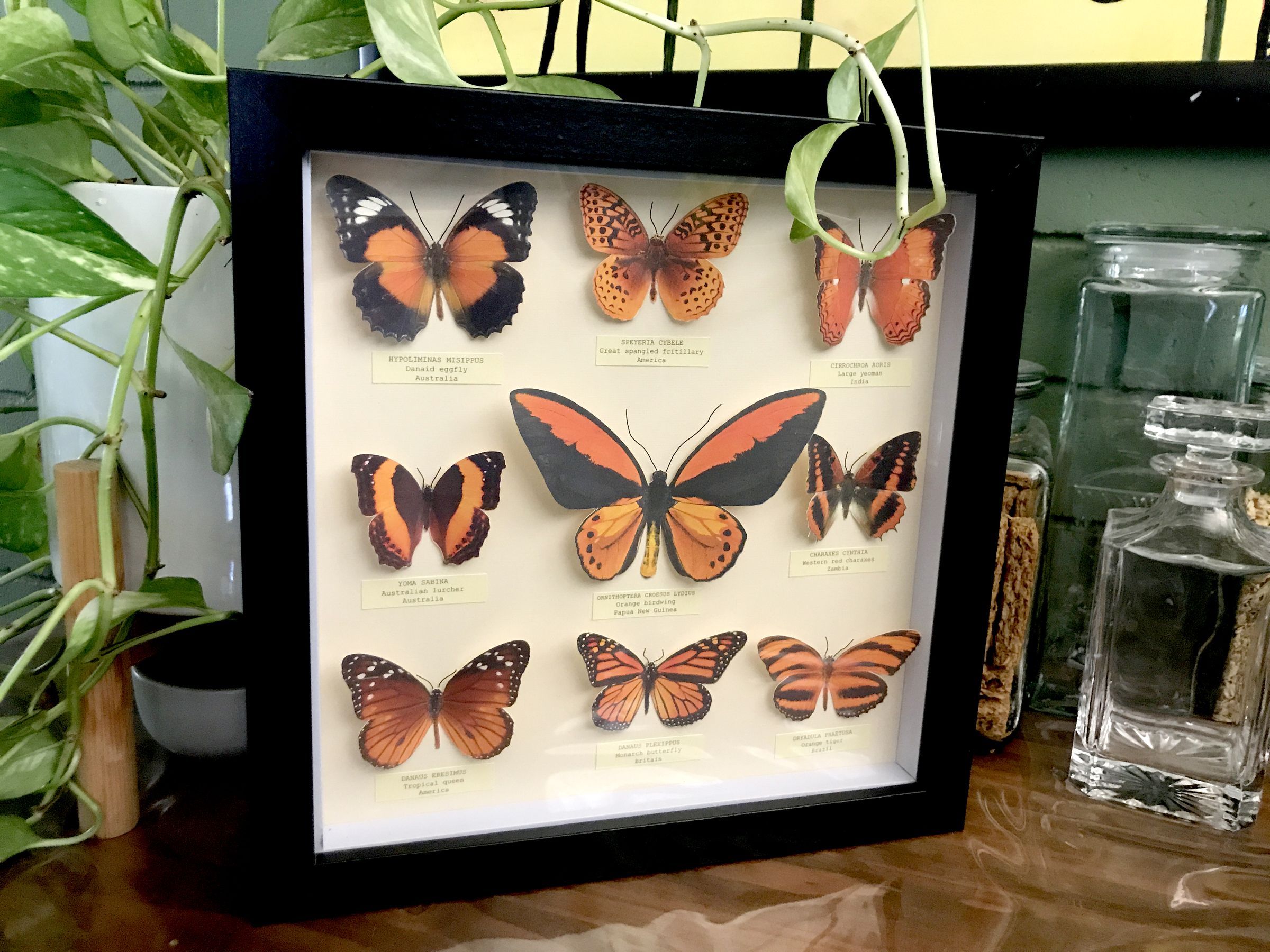 Orange Themed (fake) Butterfly Collection 10 Steps (with Pictures