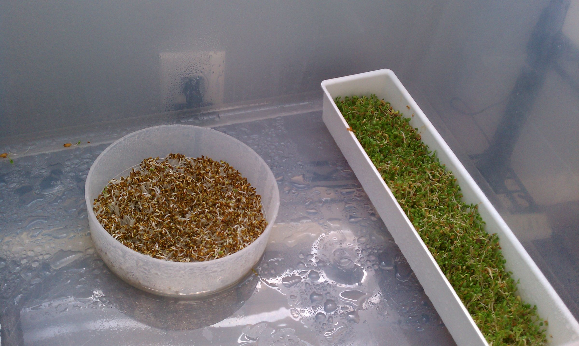 Automated Misting Sprouter