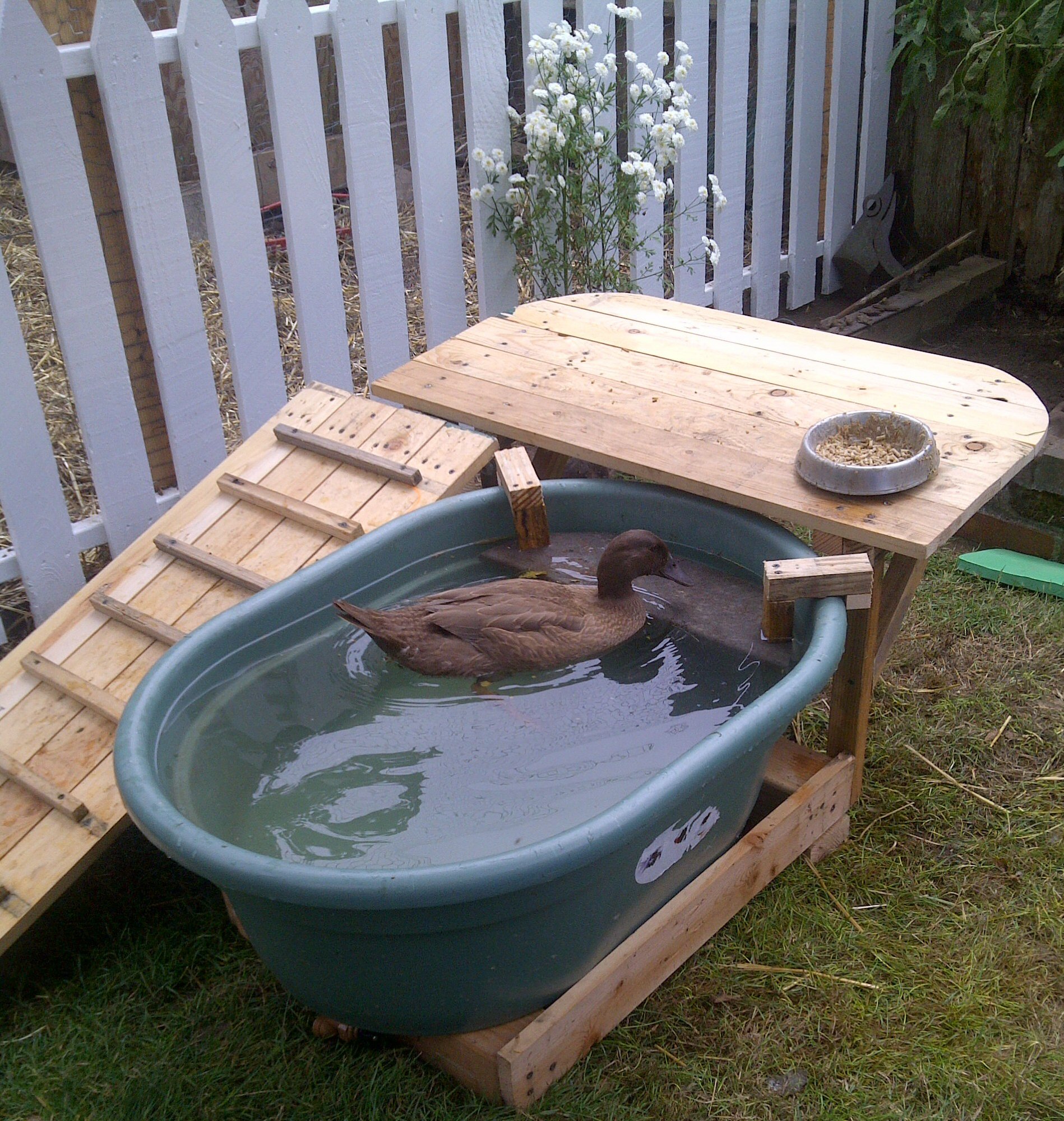 Duck Deck: Backyard Duck Habitat