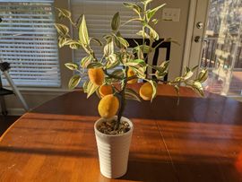 peach bonsai Double Take Peach Quince 1  Bella Bonsai Nursery