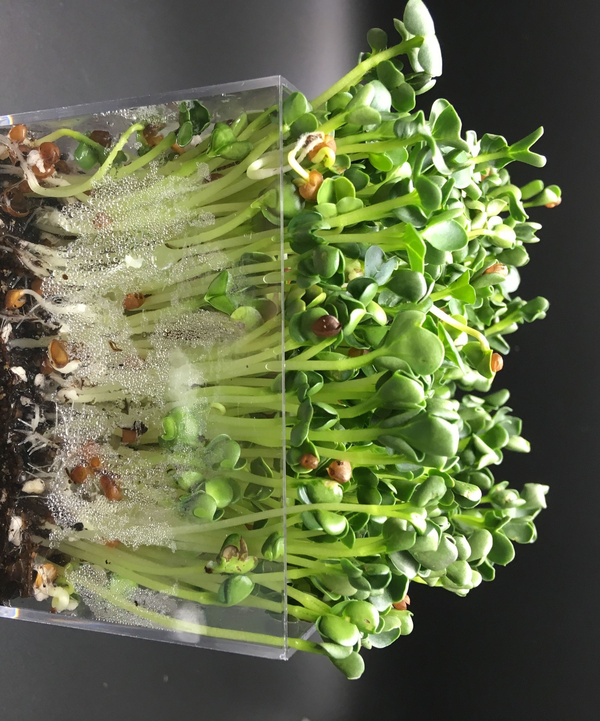 Filming a Plant Time Lapse (Radish Microgreens)