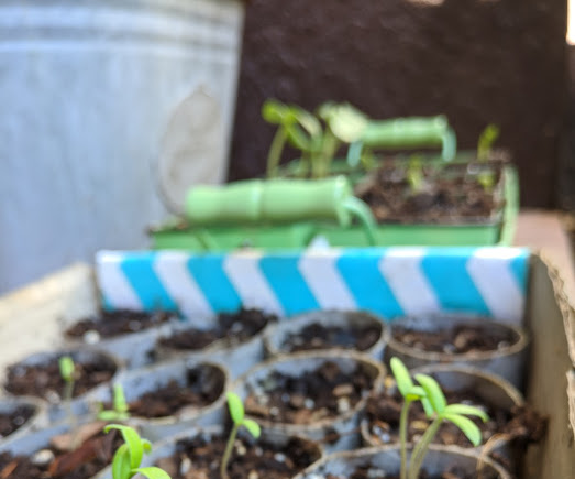 Recycled Seed Starters