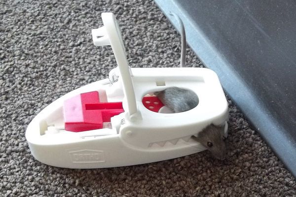 Mouse Trap Bait Types