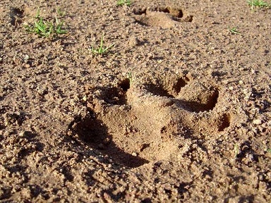 Loose Sandy Dirt Into Soil