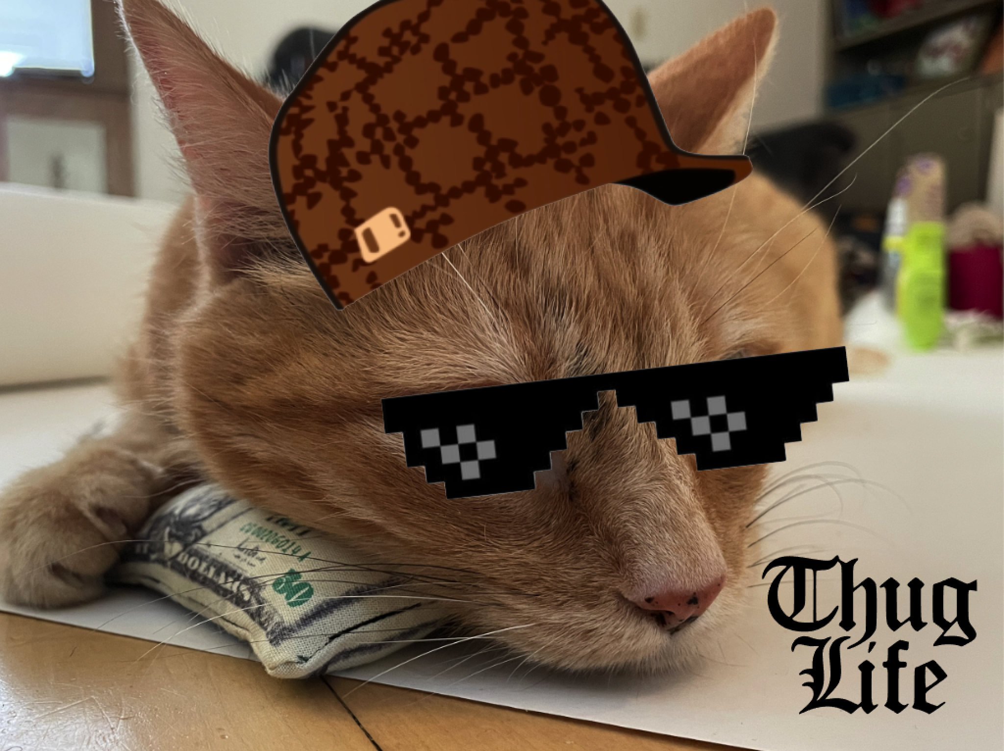 The World's Most Expensive Cat Toys 6 Steps (with Pictures