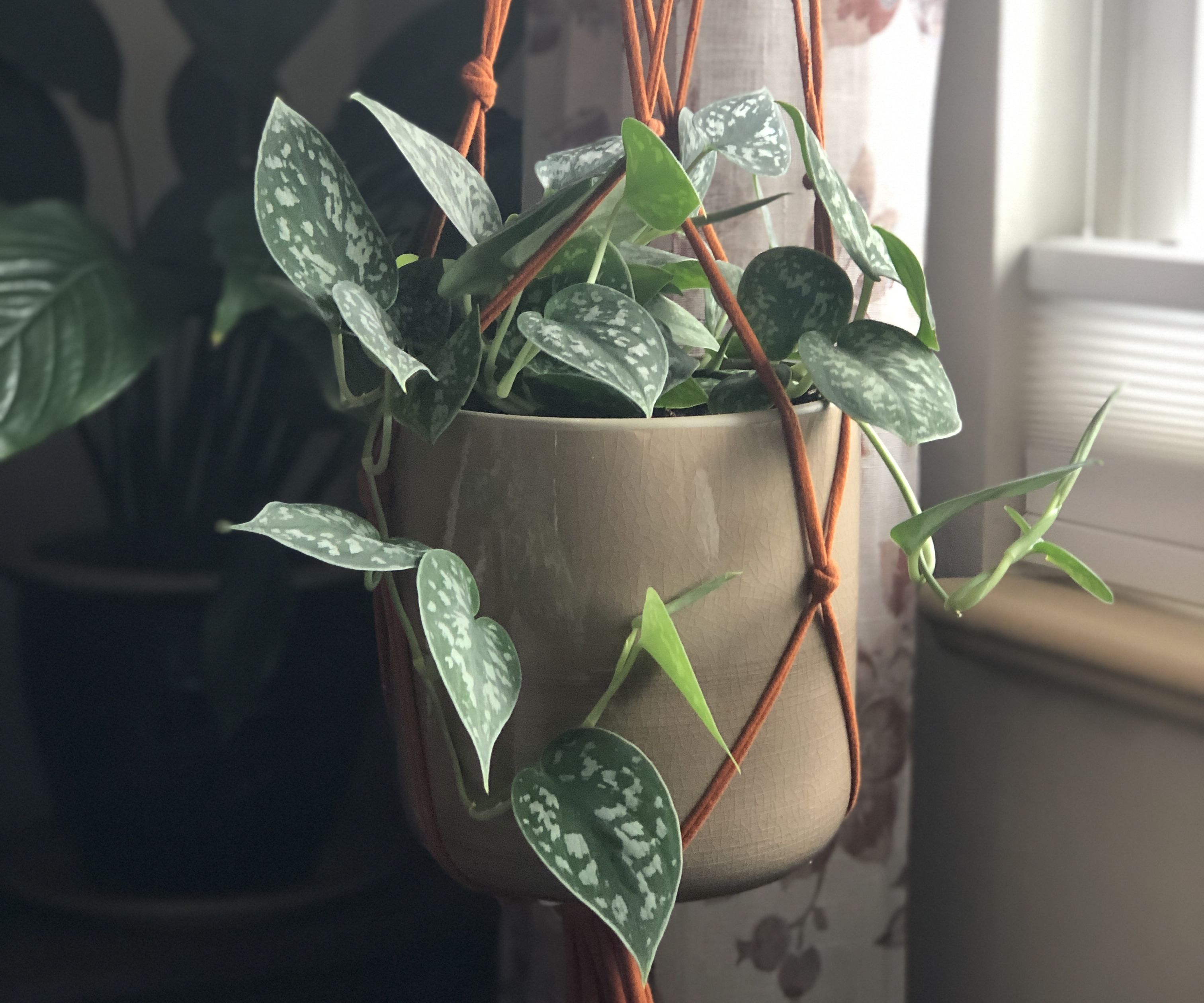 Hanging Planters From Old T-Shirts