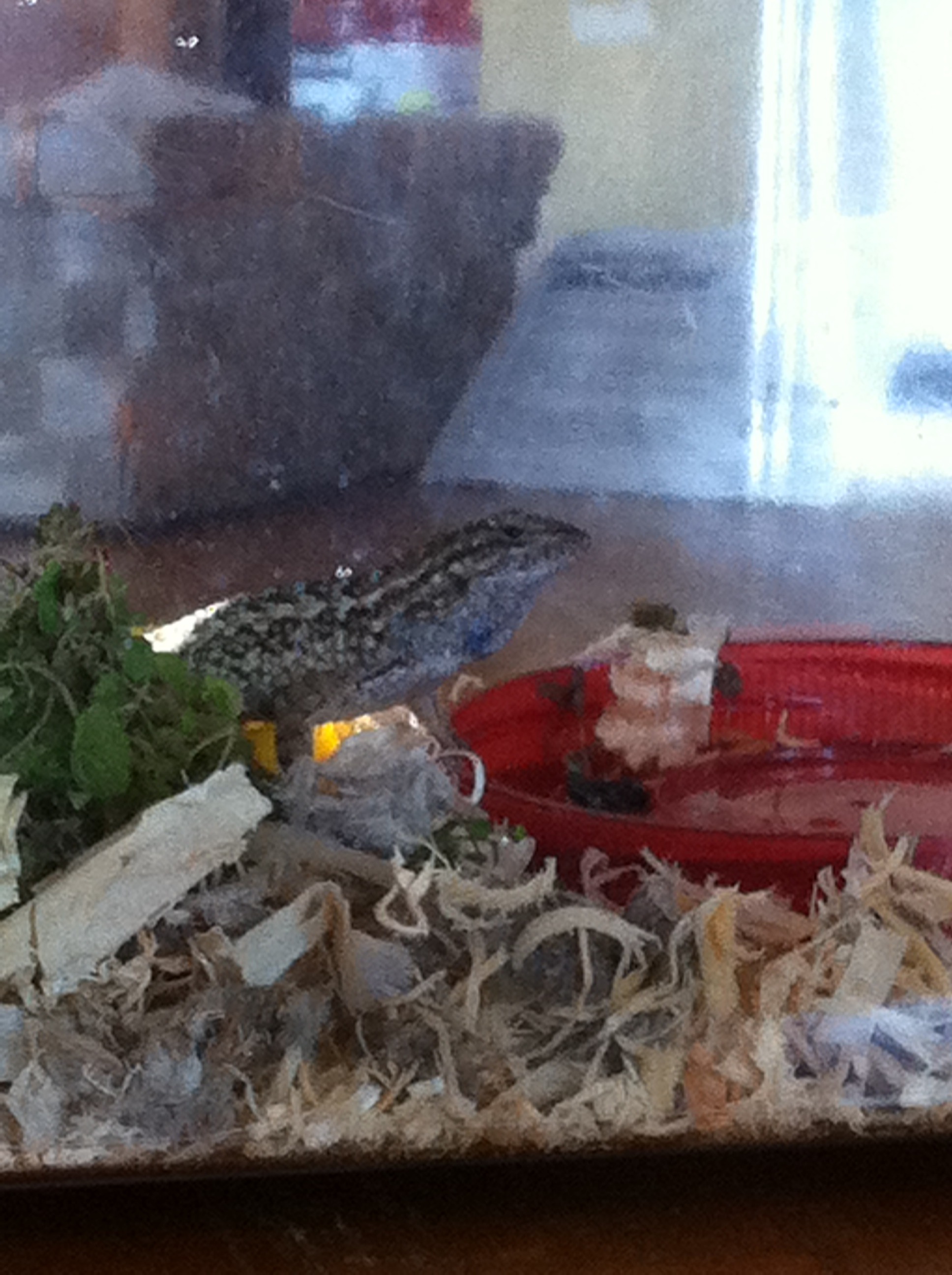 How to Set Up a Habitat for Your Blue Belly Lizard 6 Steps