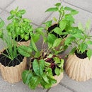 3D Scanned Tree Trunk Planter Pots