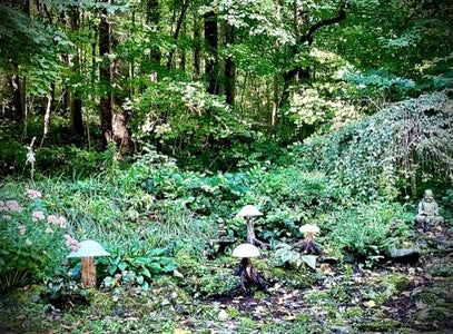 Plant Your Mushrooms 