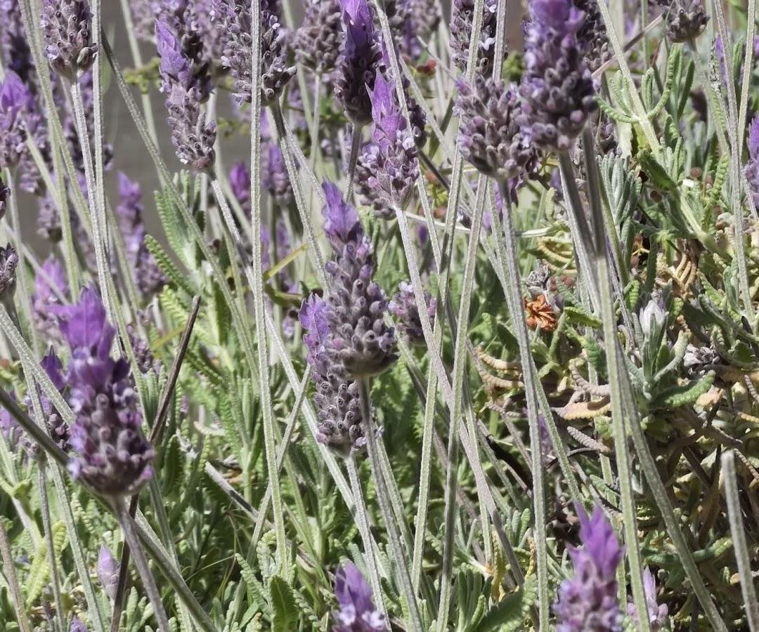 Como Y Porque Plantar Lavanda