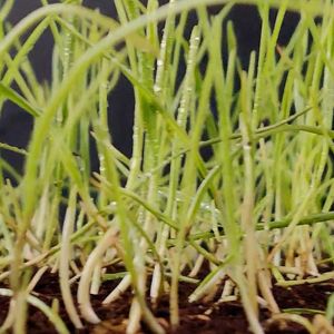 Seeds Sprouting Into Seedlings