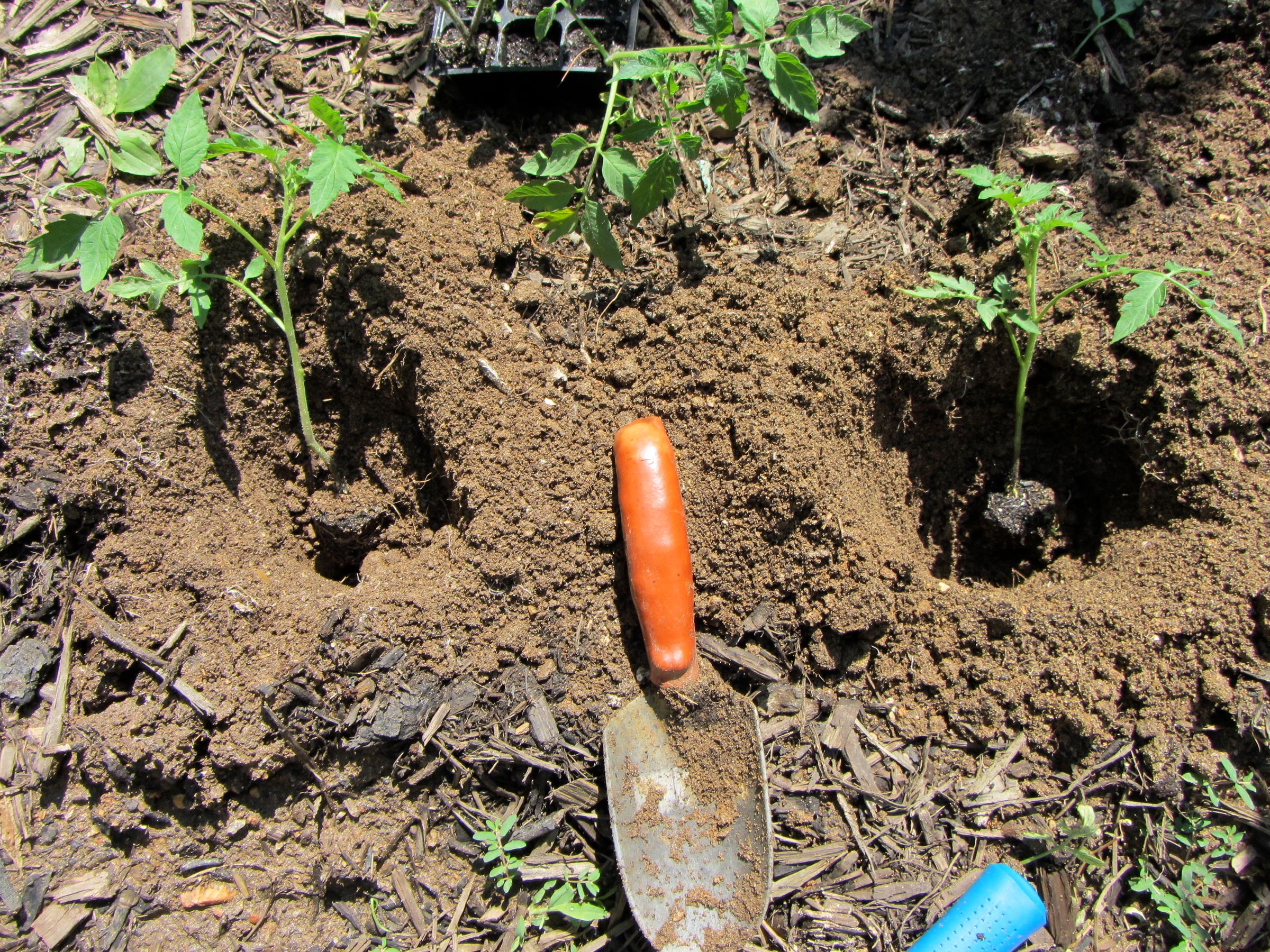 How to Easily Transplant a Tomato Into Your Garden
