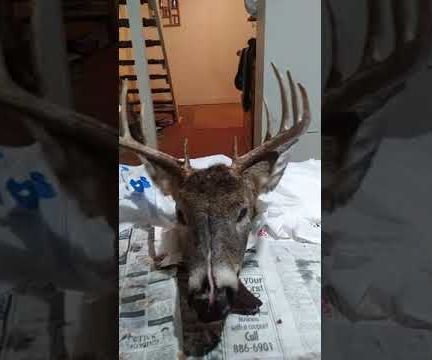 How to Make a Skull Mount