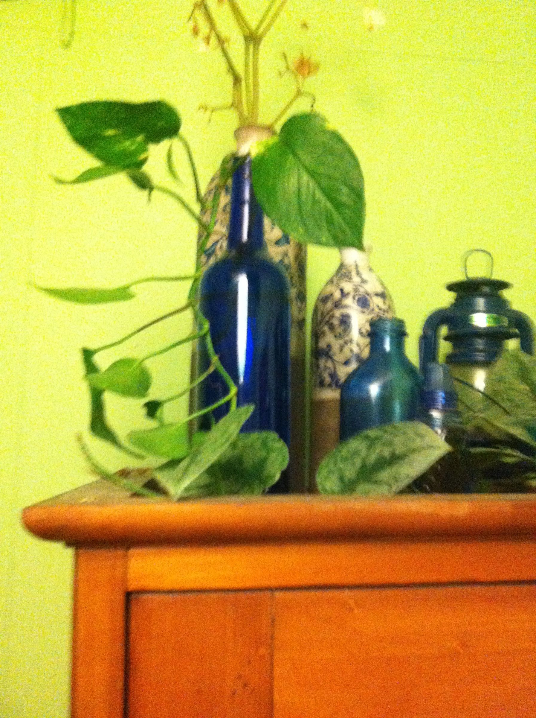 Plant in a Bottle