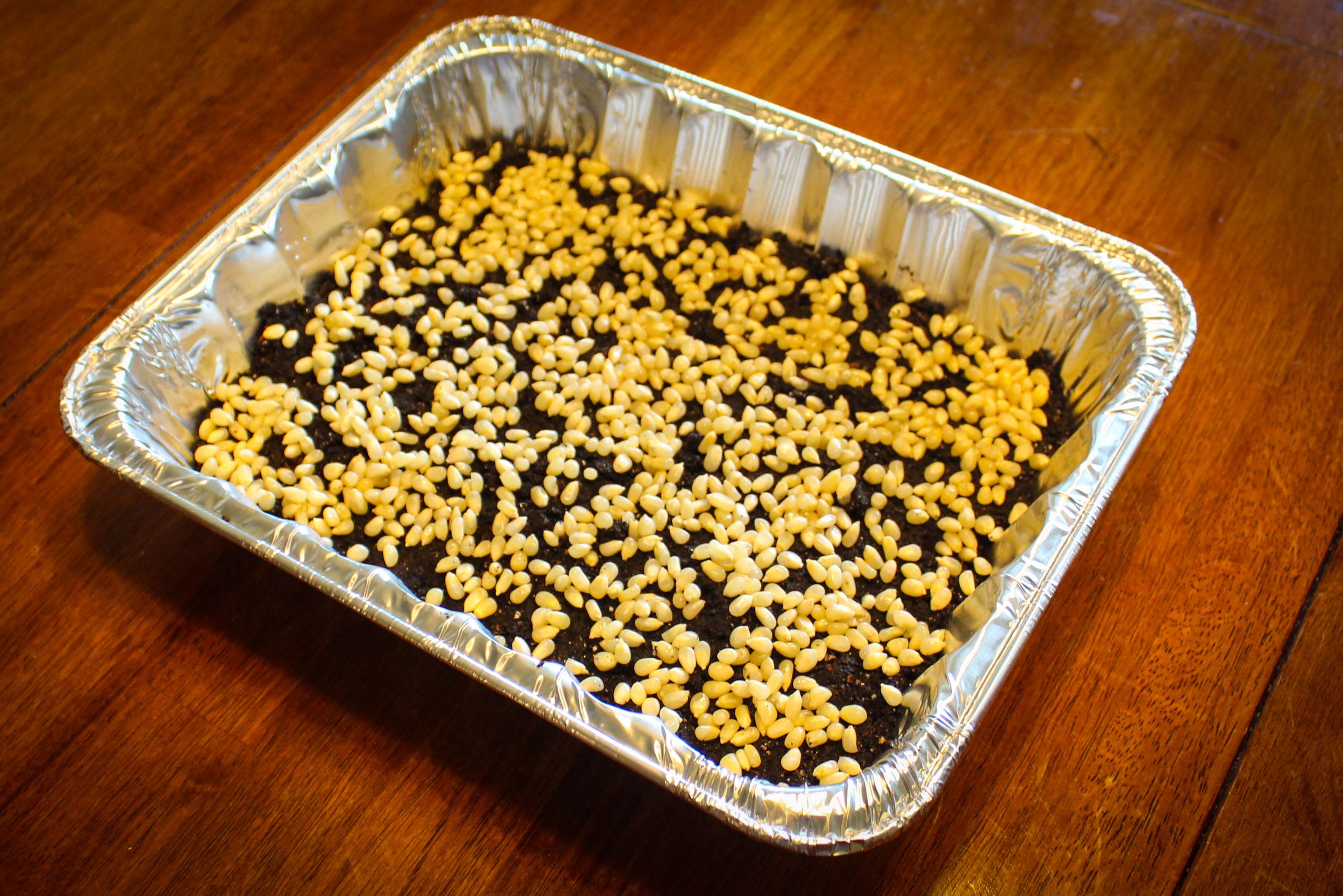 How to Grow Popcorn Shoots 9 Steps (with Pictures) Instructables