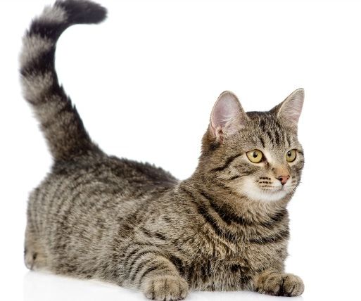 Engineering the Image of a Cat Into a 3D Printable Shape