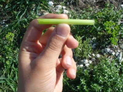 Make Horn From a Grass