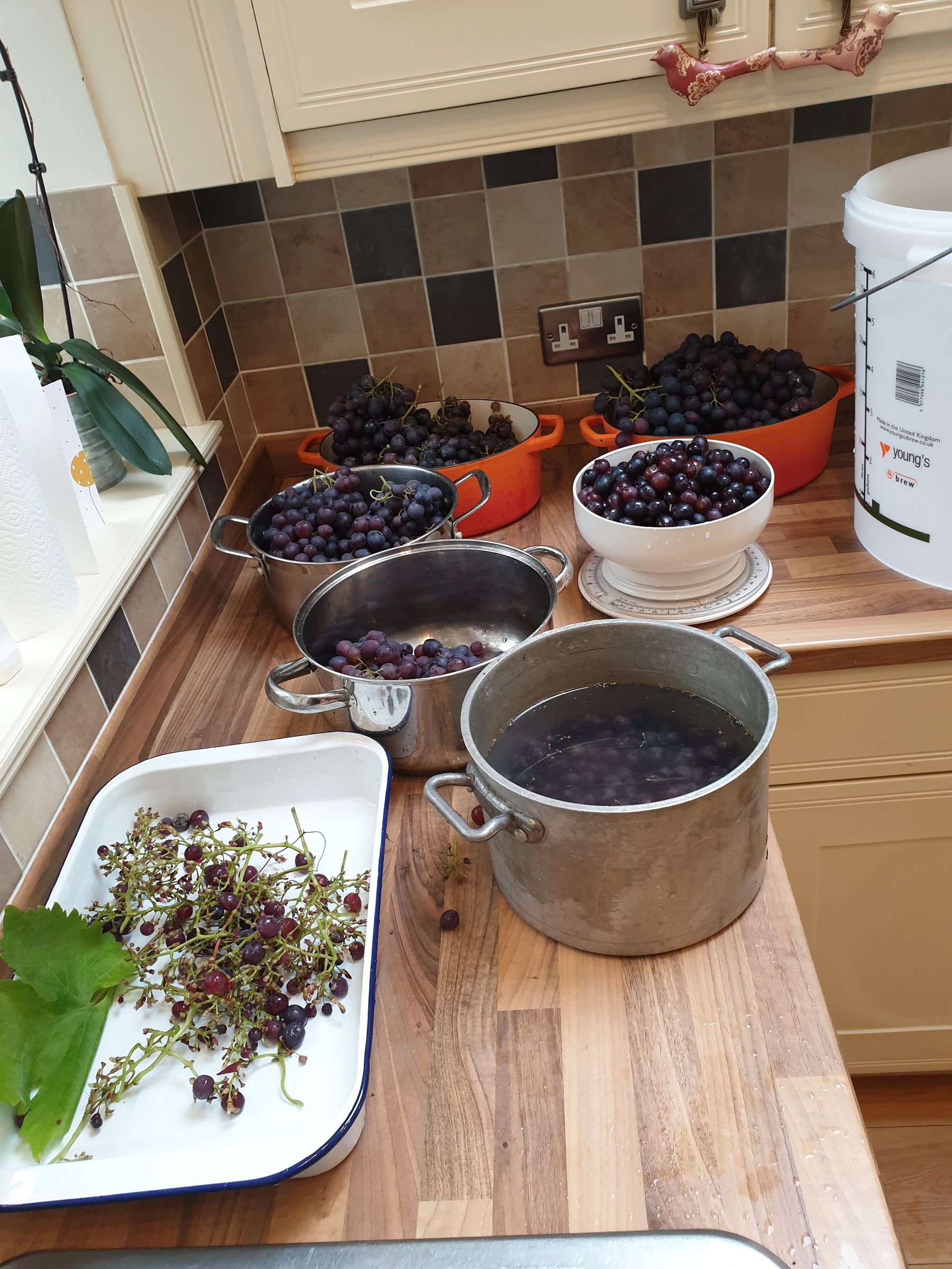 How to Make Your Own Wine From Grapes at Home 20 Steps (with Pictures