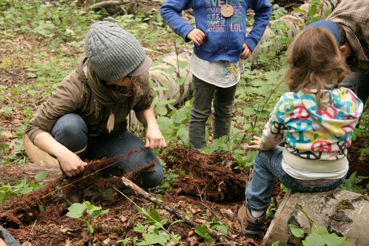 Harvesting Spruce Root