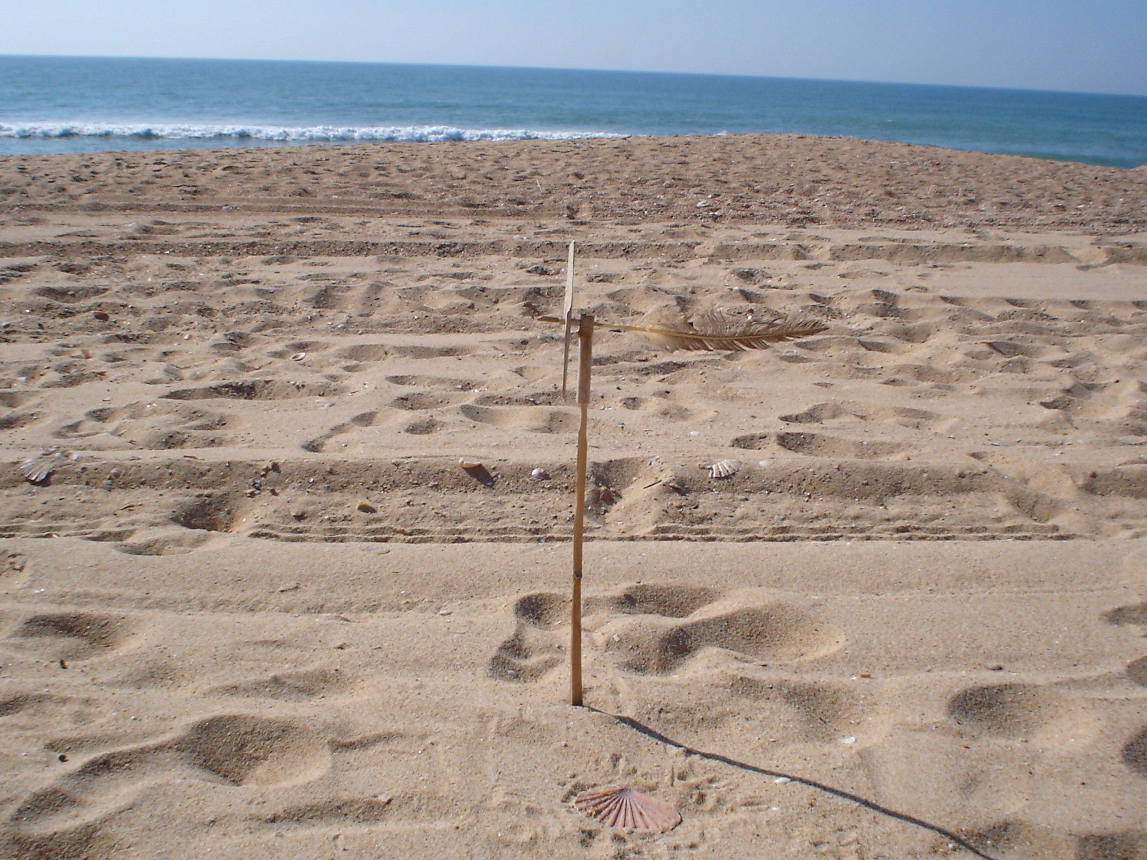 Beachcomber Weathervane