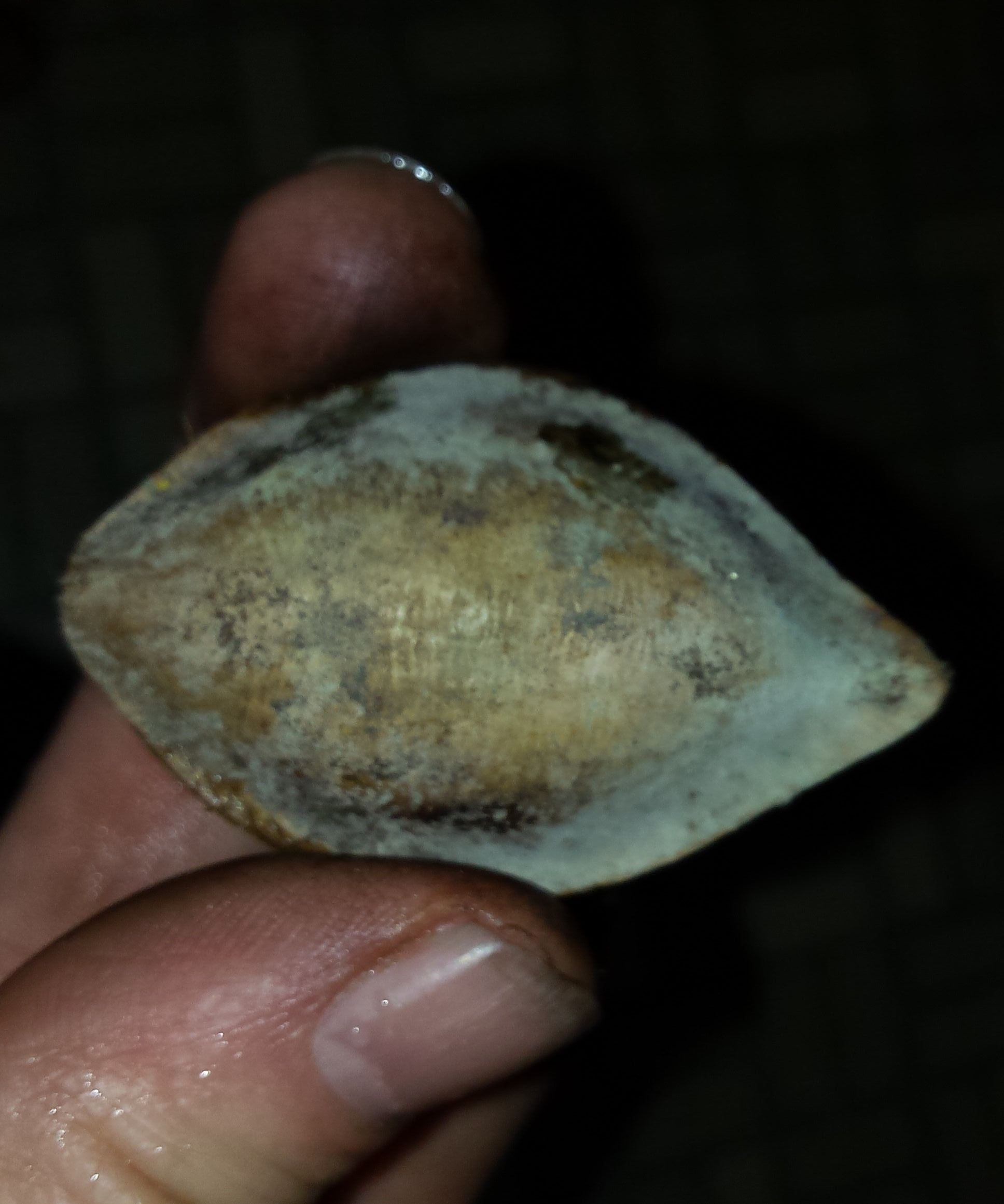 Germinate Terminalia Catappa Seeds - Indian Almond