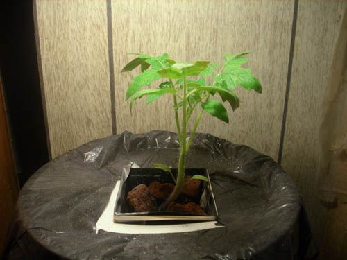 Bubble-ponic system, Poor mans Hydro garden