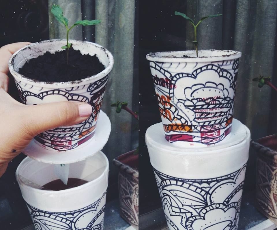 Hidroponia 1: Sistema De Pavilo/Wick System