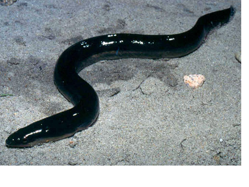 Eel Trap