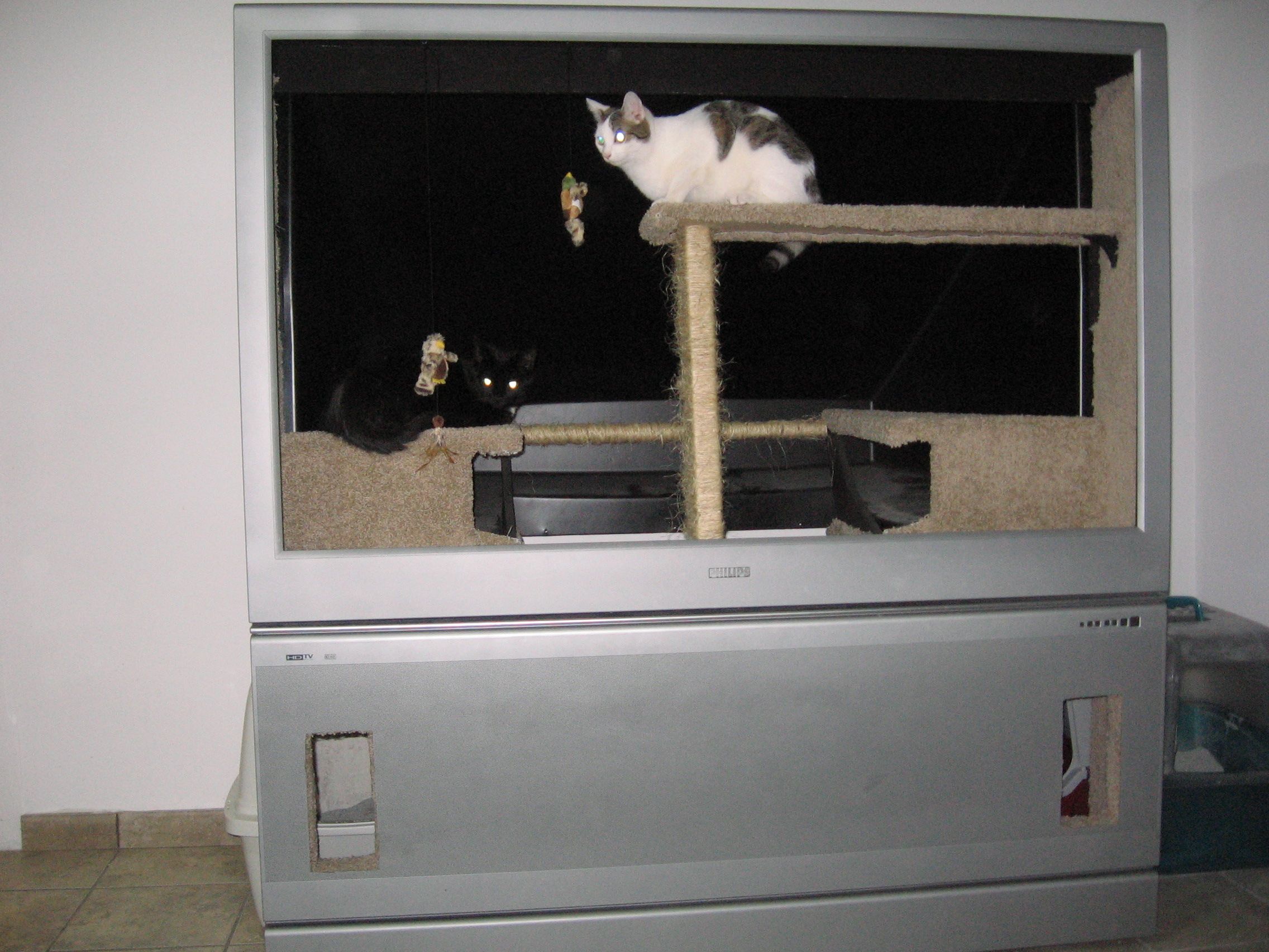 Big Screen Cattery