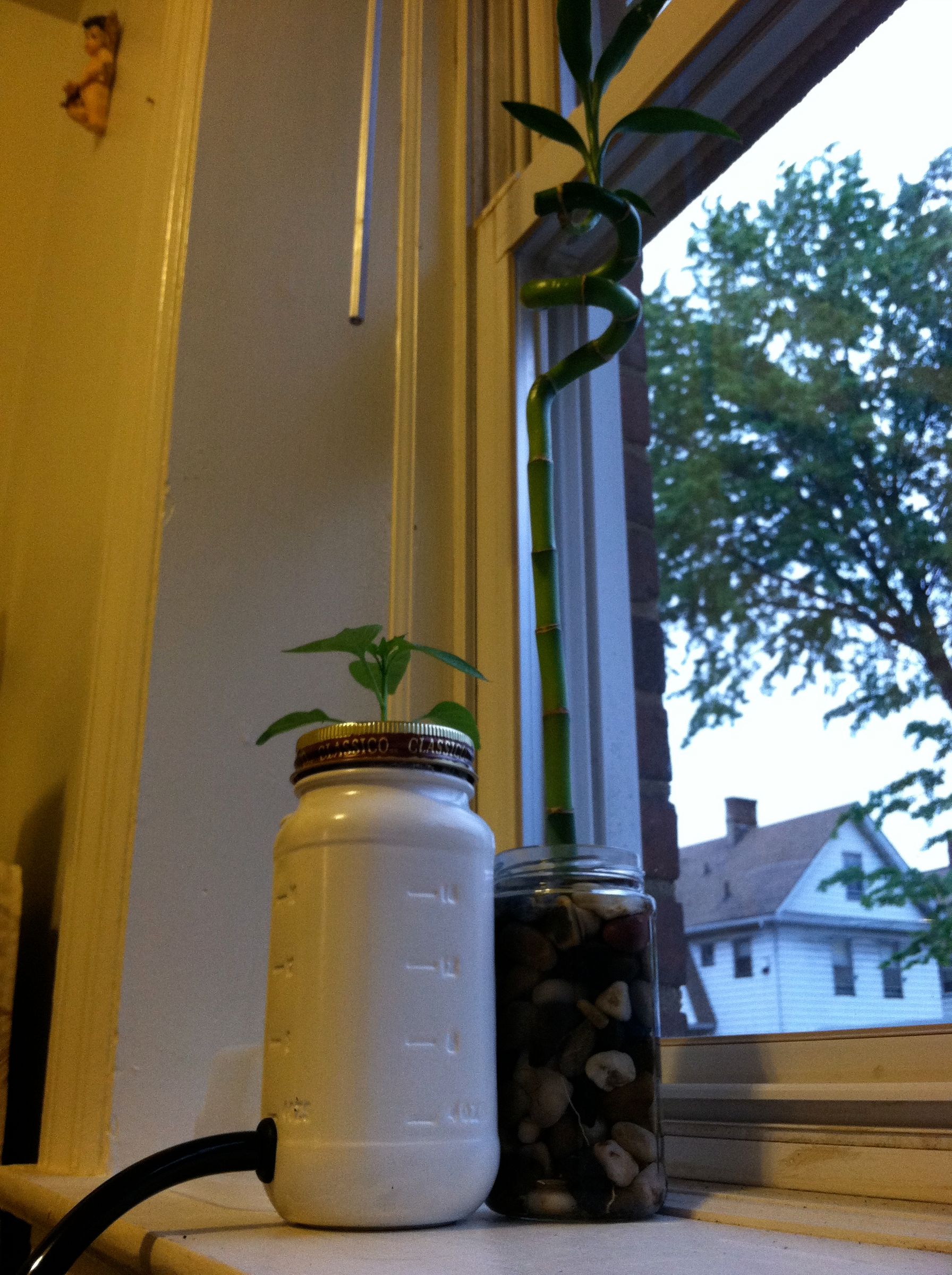 How to Make a Super Easy and Cheap EBB & Flow/ Bubbleponic System