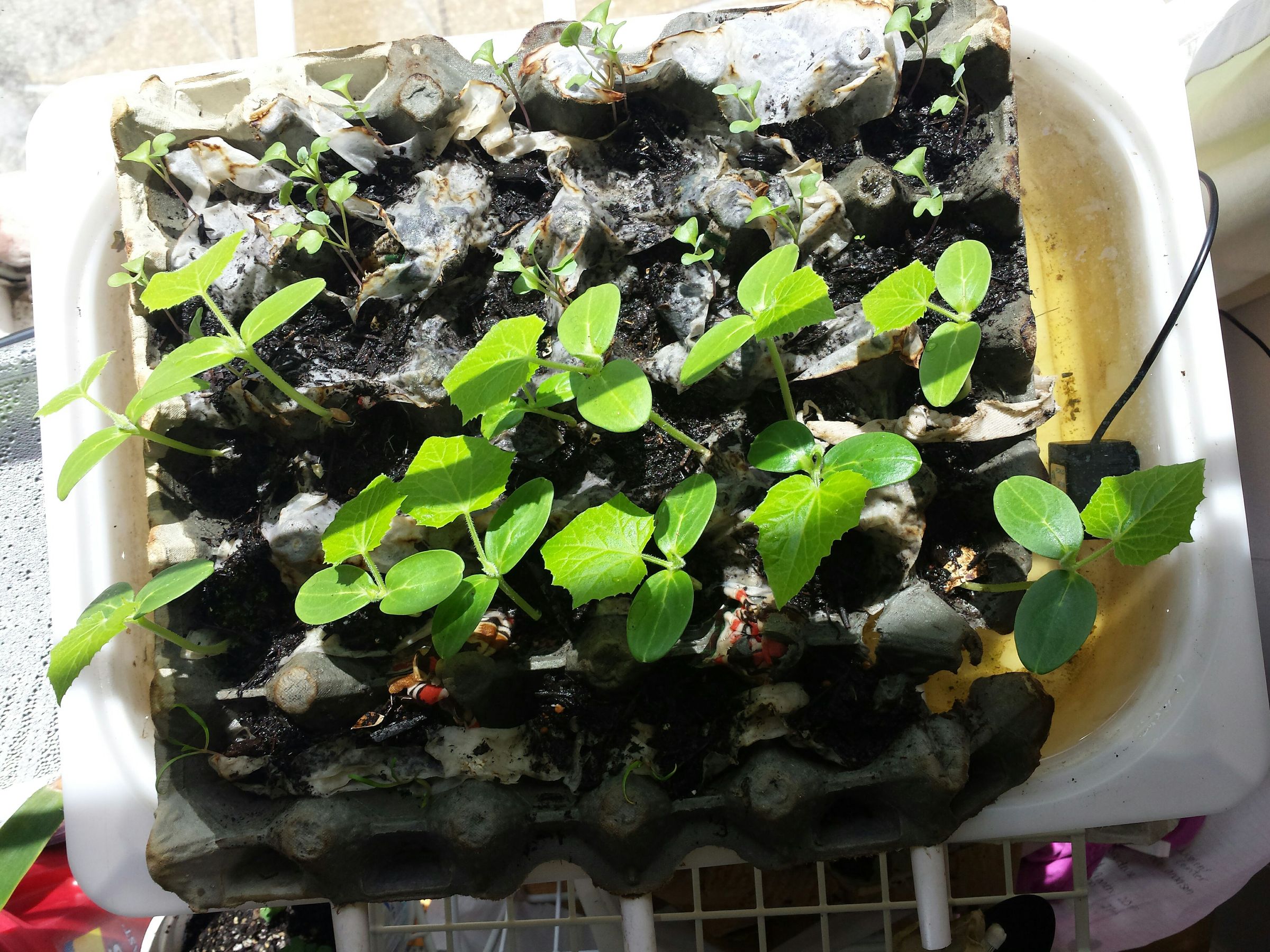Cheap and simple hydroponic starter tray!