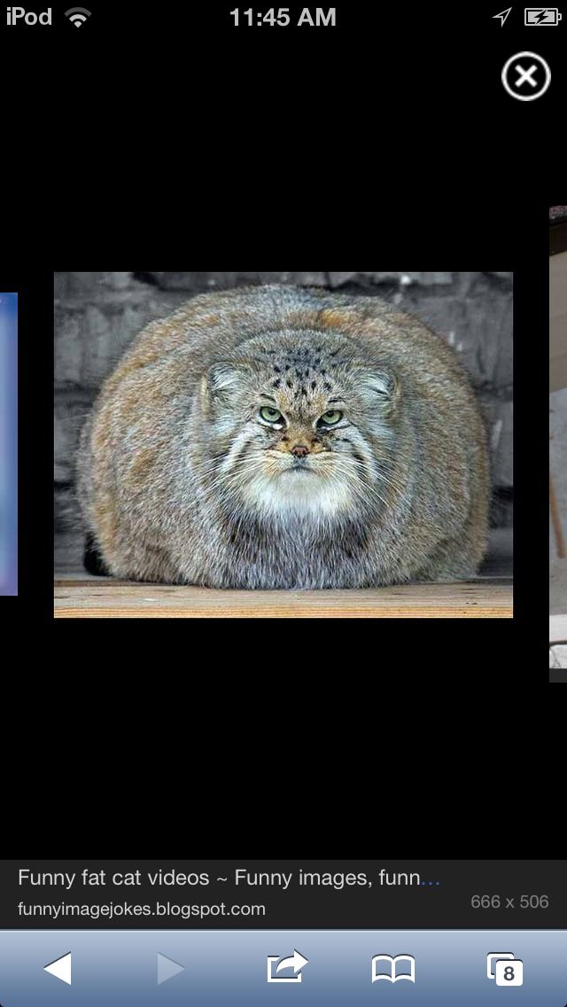 What's My Cats Favourite Food?