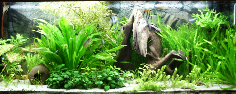 How to Make a Fish Tank or Aquarium