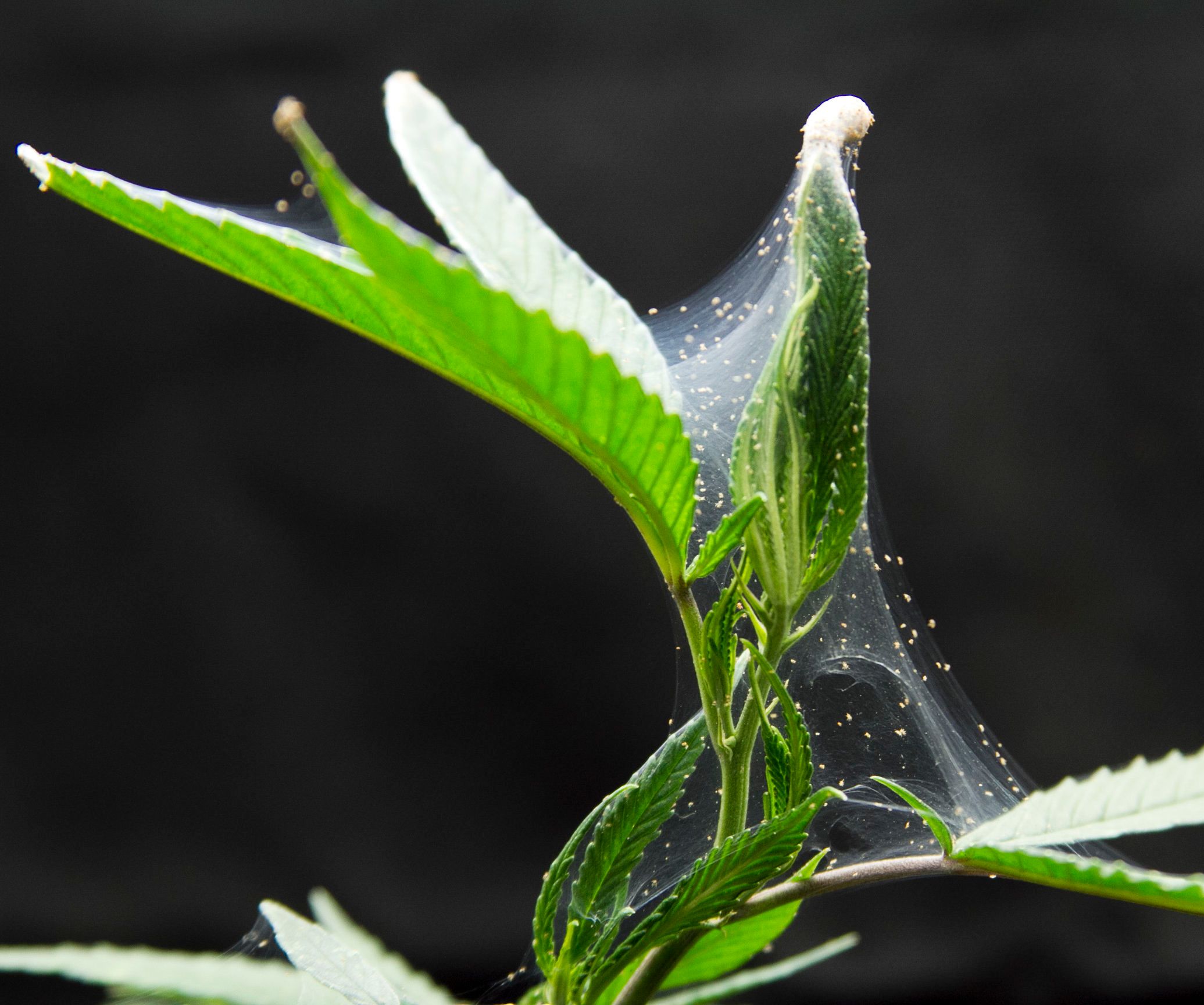 Killing Spider Mites