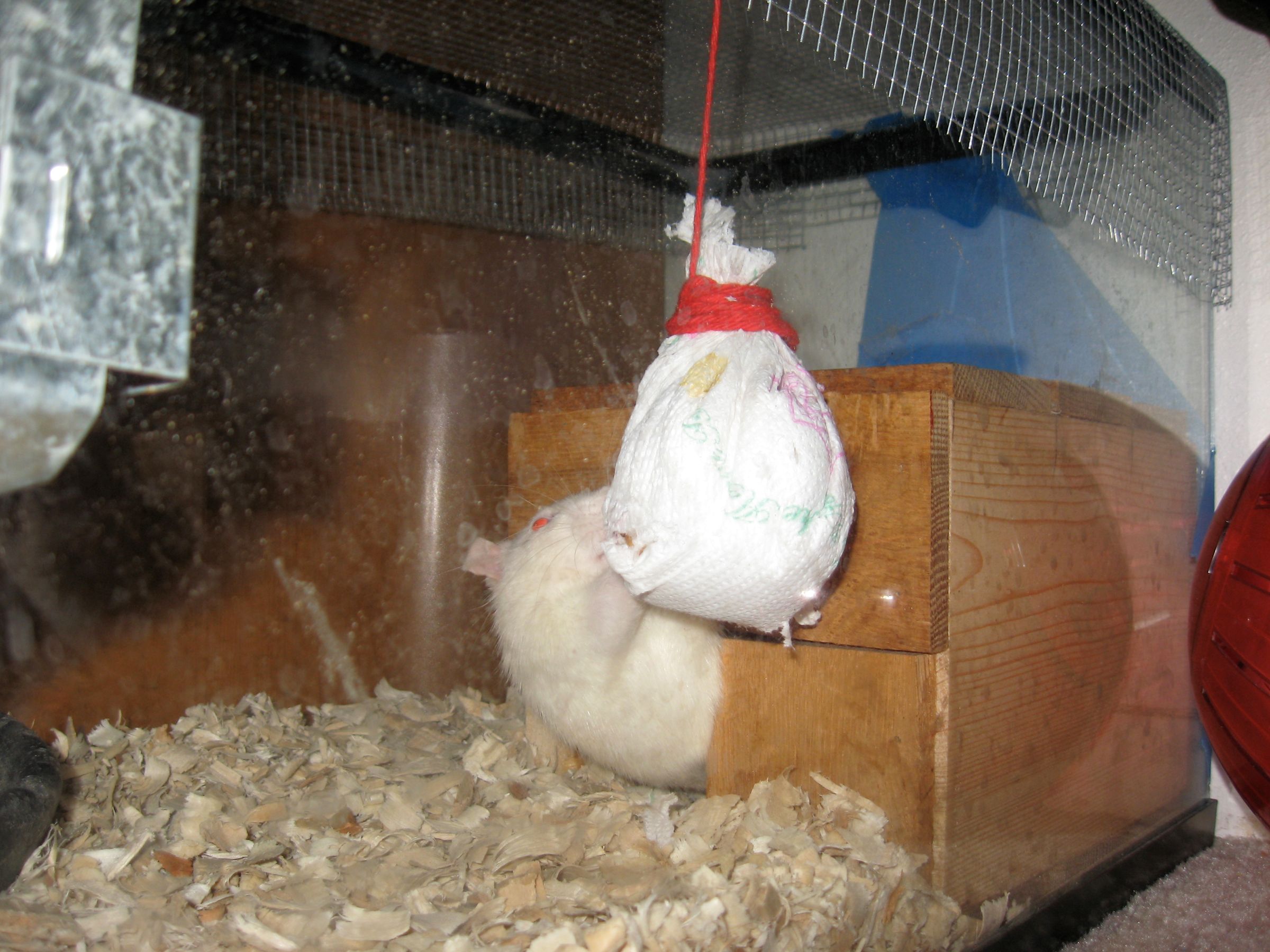 A Better "Rat Pinata"