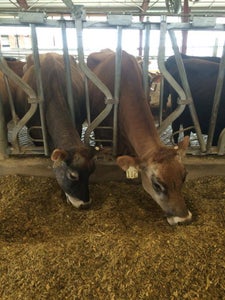 Milking Complete 