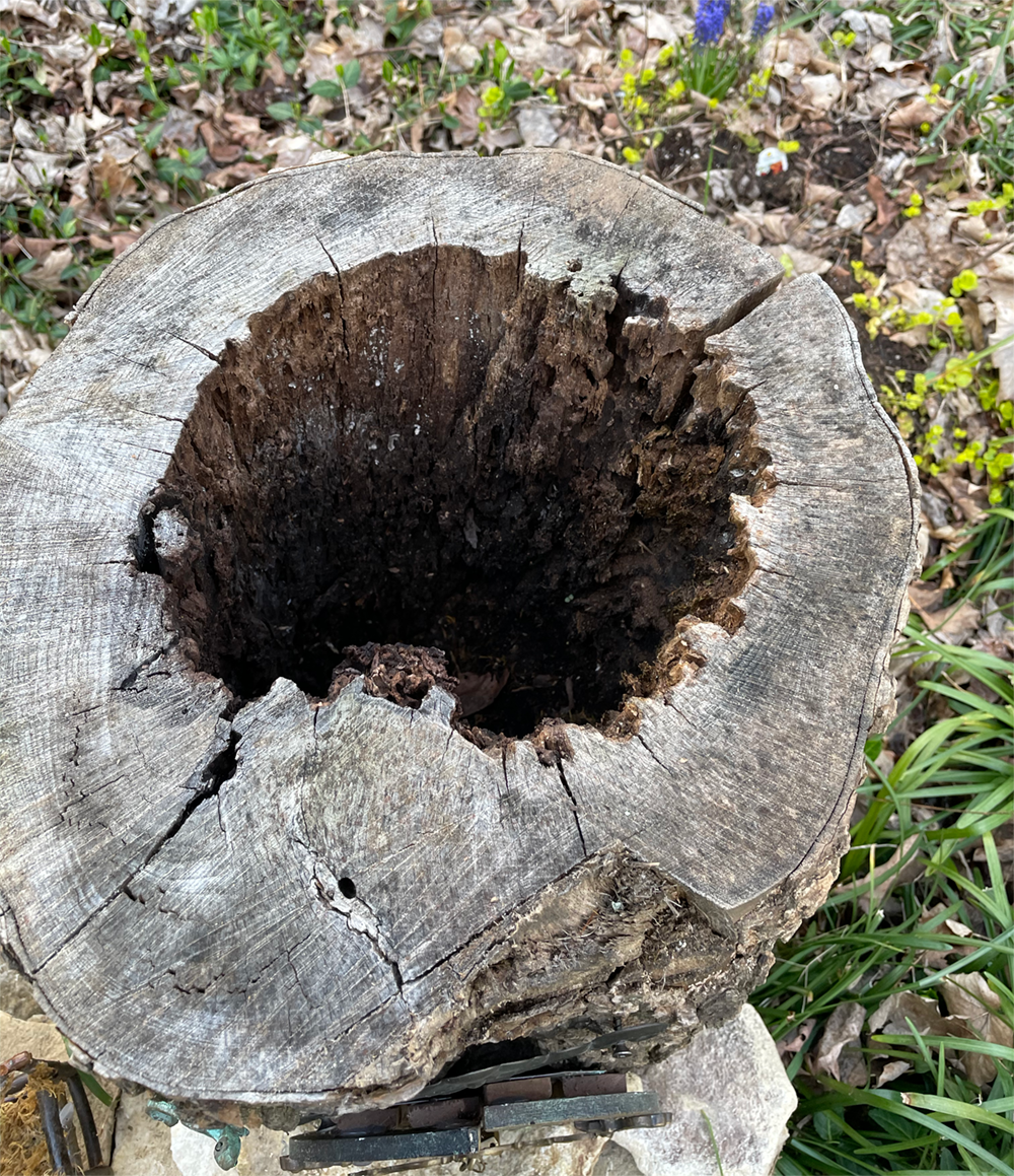 Fill Log With Potting Soil and Plant 