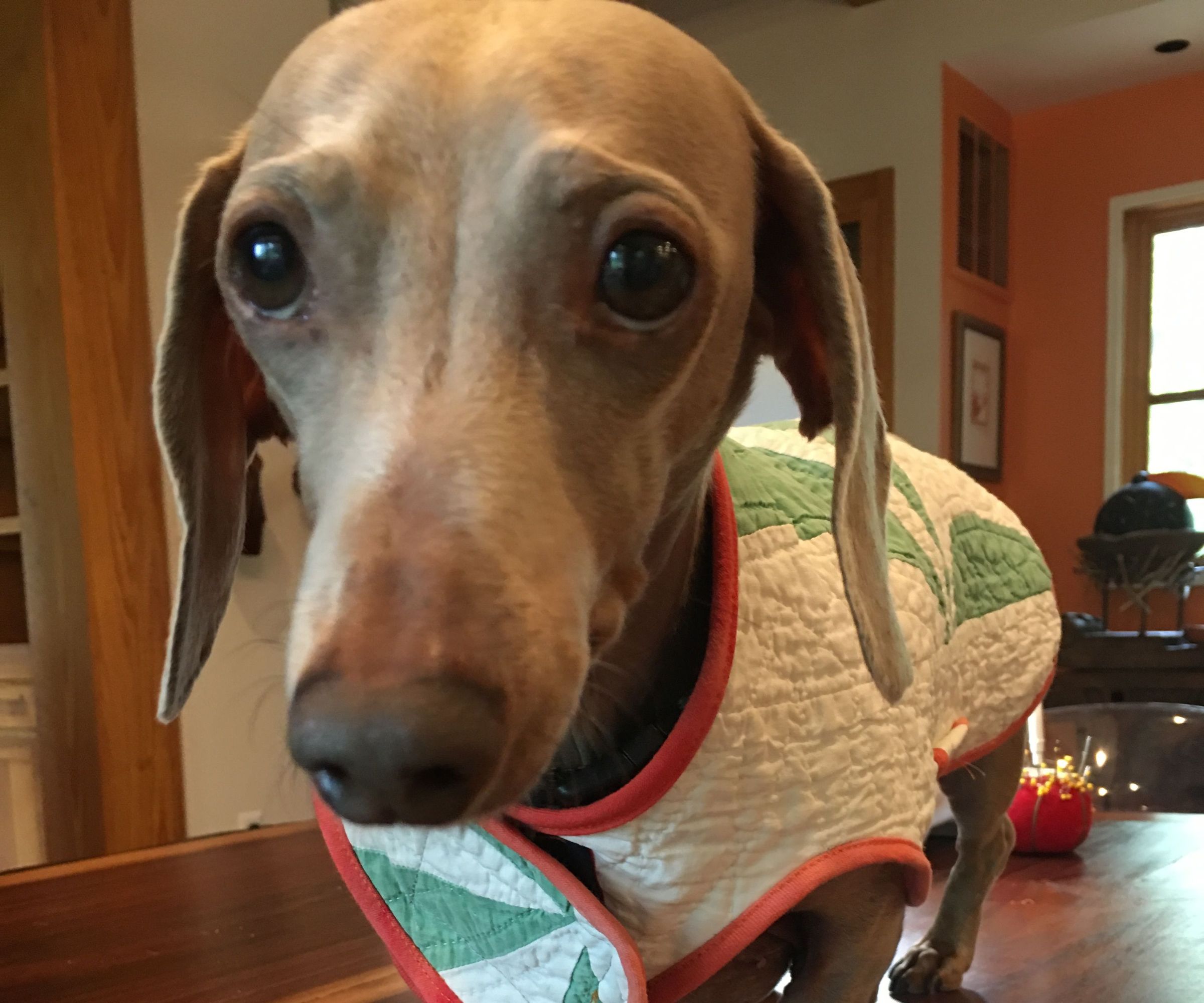 Bespoke Wiener Dog Coat
