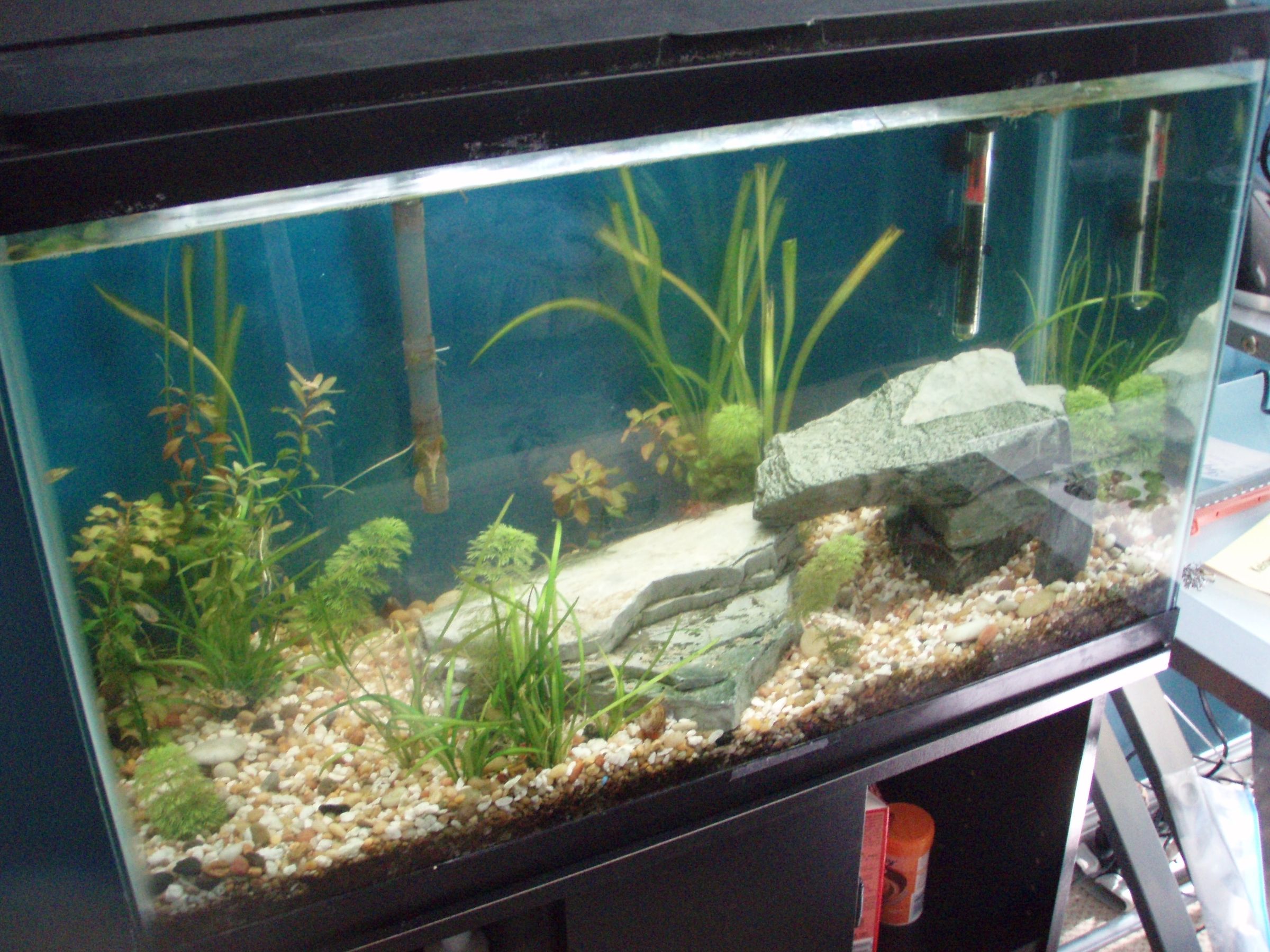My Aquarium