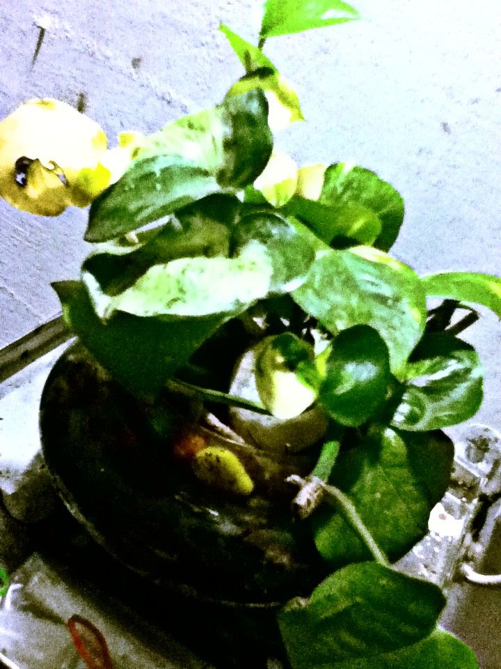 Its Called ....Money Plant !!!!